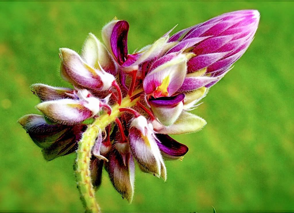 Summer Flower Exotic Flowers